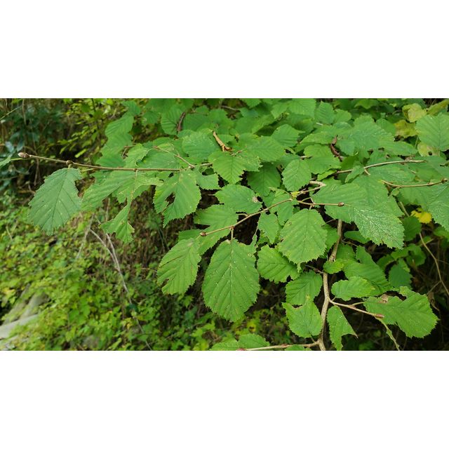 Corylus sieboldiana