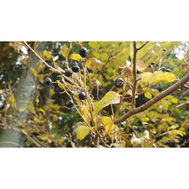 Symplocos coreana