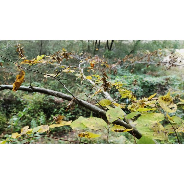 Carpinus laxiflora
