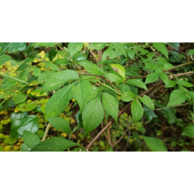 Staphylea bumalda