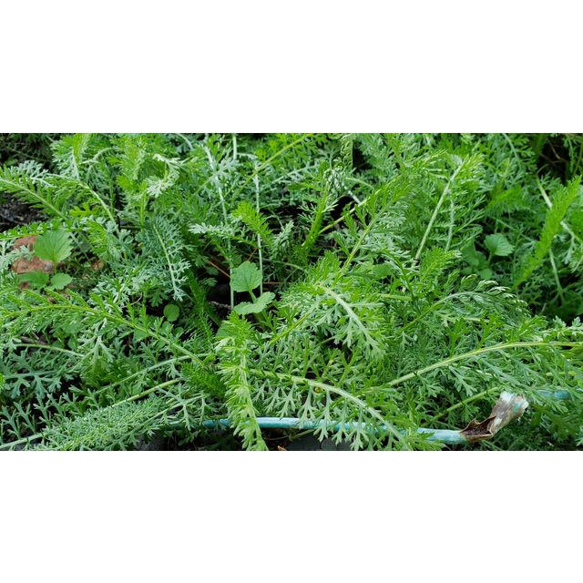 Achillea millefolium