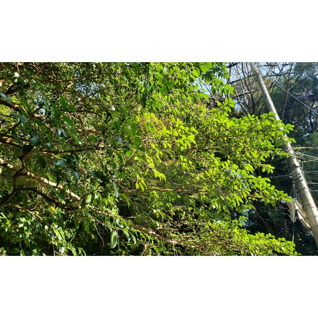 Kalopanax septemlobus, harigiri20211105_140334.jpg Cleyera japonica