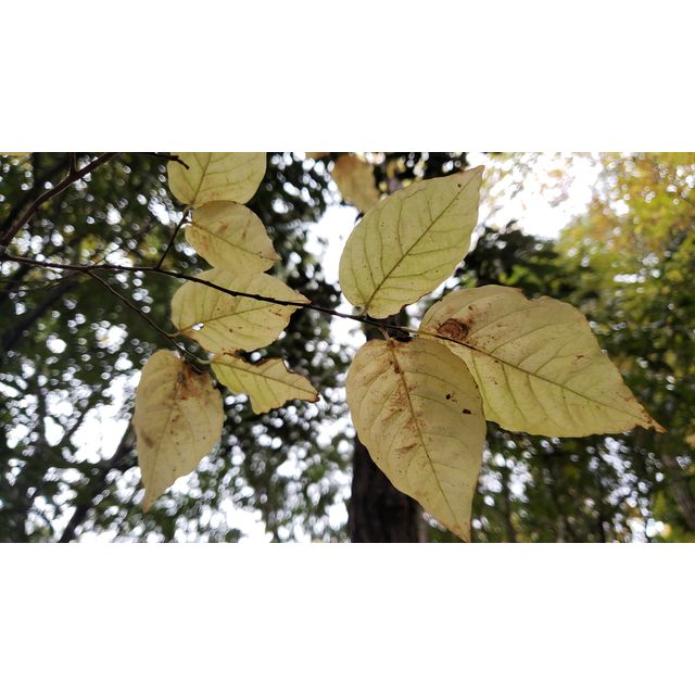 Lyonia ovalifolia var. elliptica