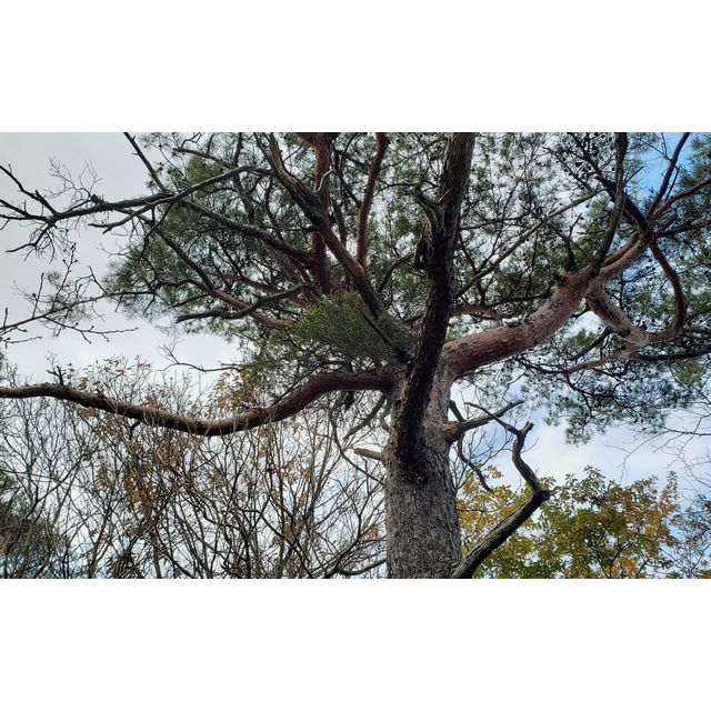Taxillus kaempferi on Pinus thunbergii (typical host)