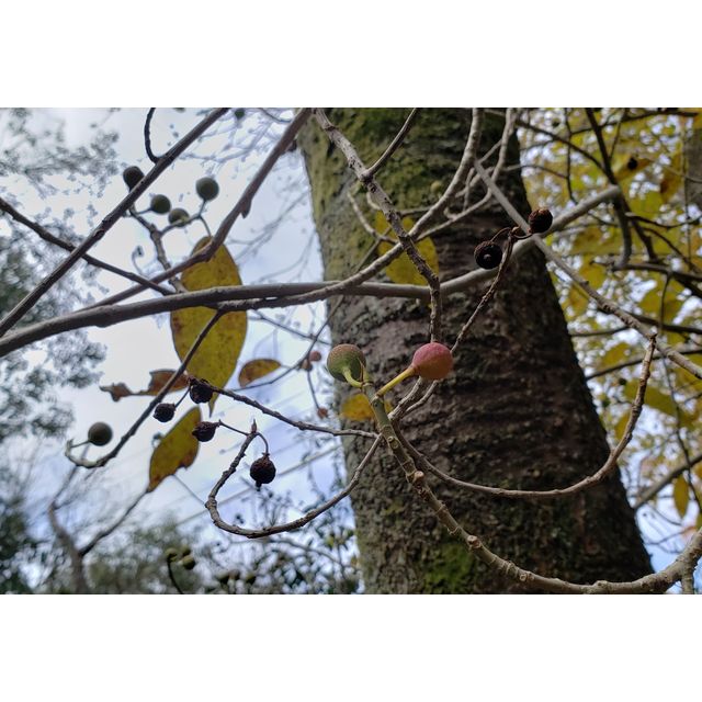 Ficus erecta, likely with caprifigs