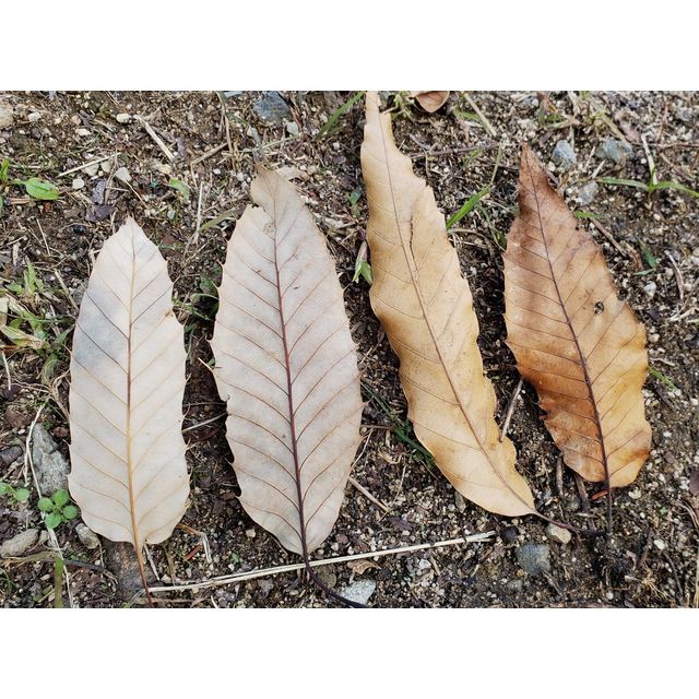 Quercus variabilis (left), Quercus acutissima (right)