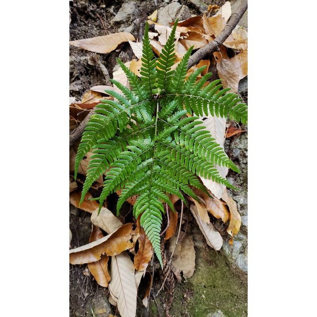 Dryopteris sacrosancta Dryopteris sarcosancta