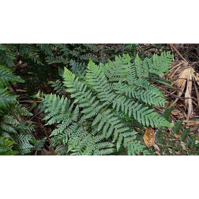 Ctenitis lepigera