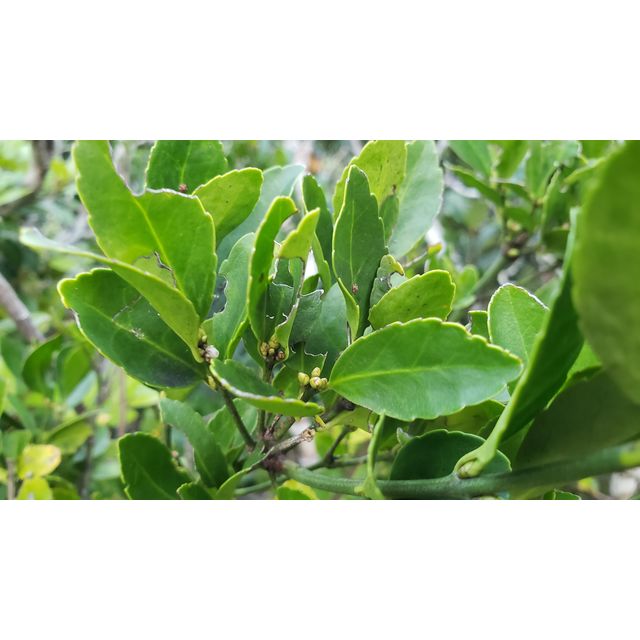 Euonymus boninensis