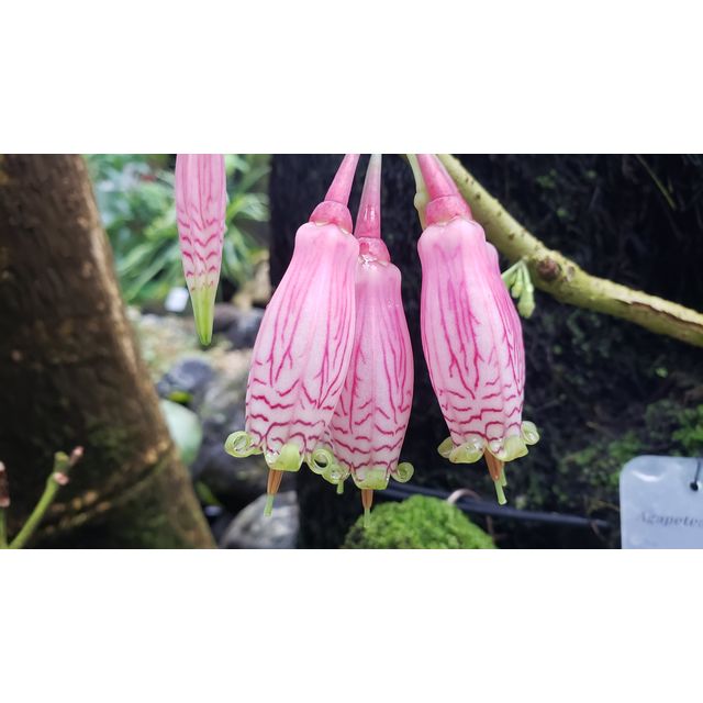 Agapetes burmanica (Ericaceae, Vaccinioideae, Myanmar)