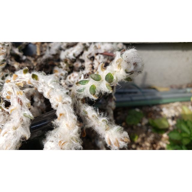 Portulaca werdermannii