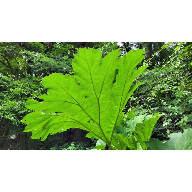 Gunnera manicata