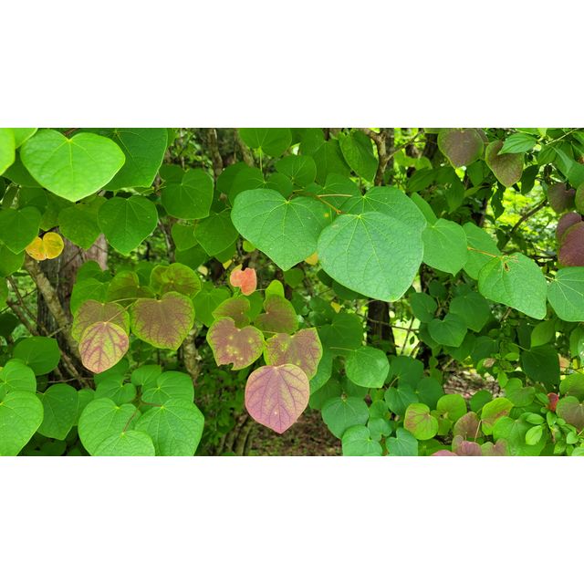 Disanthus cercidifolius