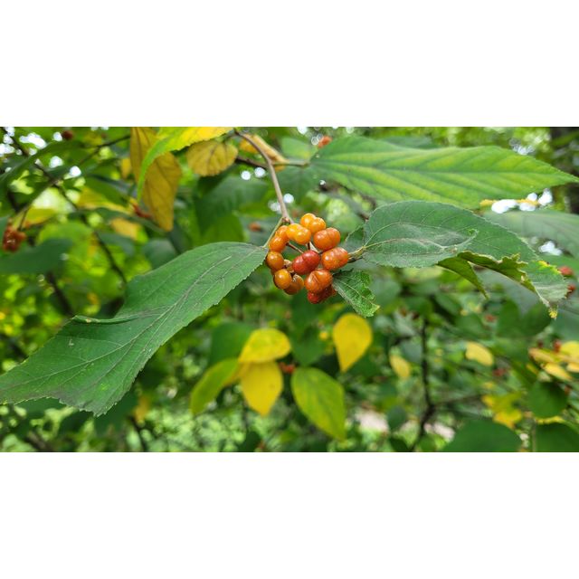Grewia sp.