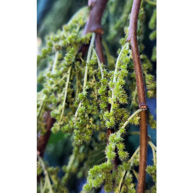 cf. Boehmeria nivea (branched inflorescences: similar photo in https://www.botanic.jp/plants-na/namusi.htm) but woody (!) and without white pubescence