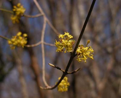 cornus.jpg